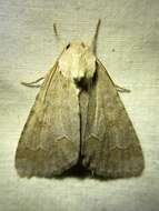 Image of Birch Dagger Moth