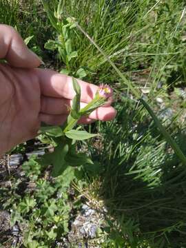 Image of Kemulariella caucasica (Willd.) Tamamsch.