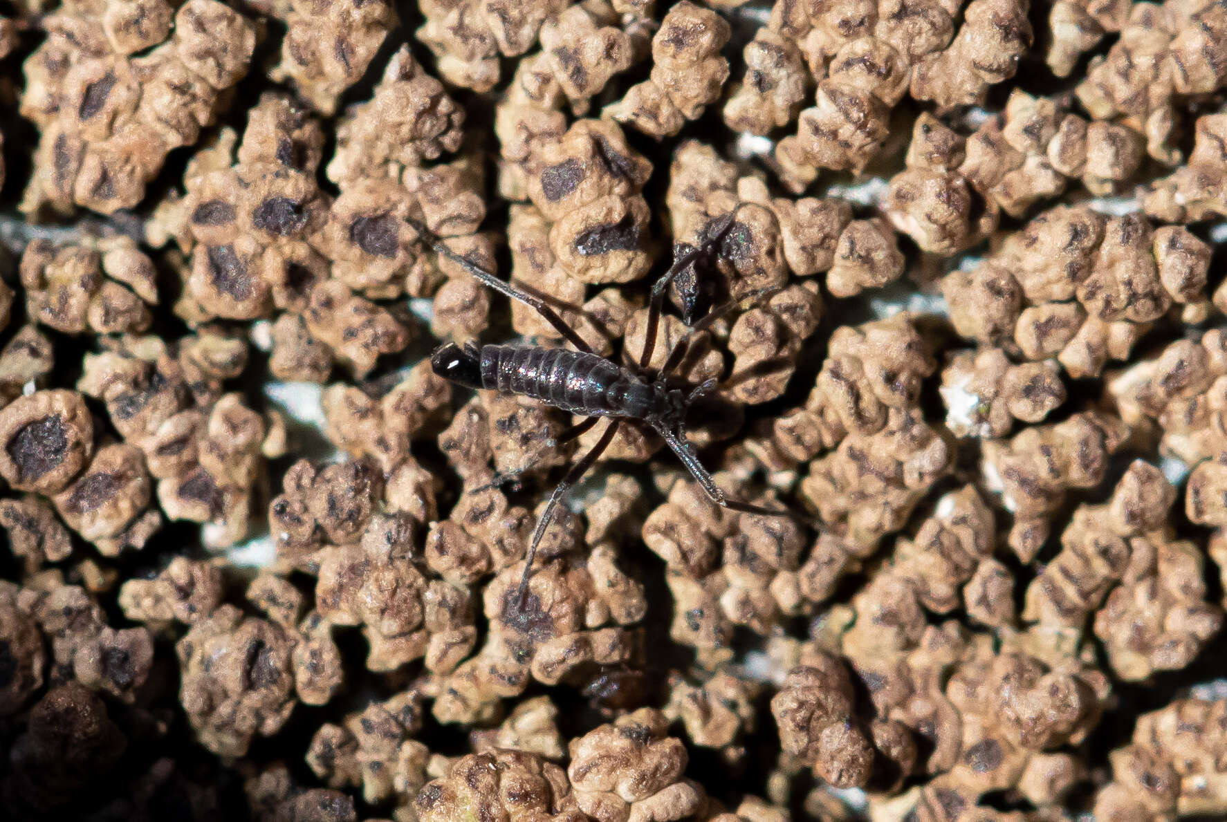 Image of Antarctic Midge