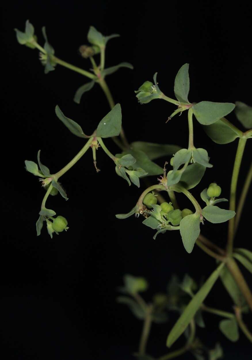 Слика од Euphorbia peplidion Engelm.