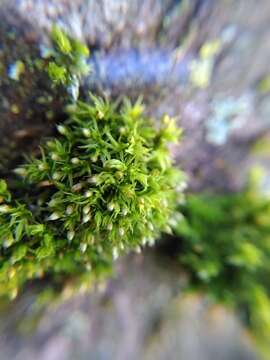 Image of orthotrichum moss