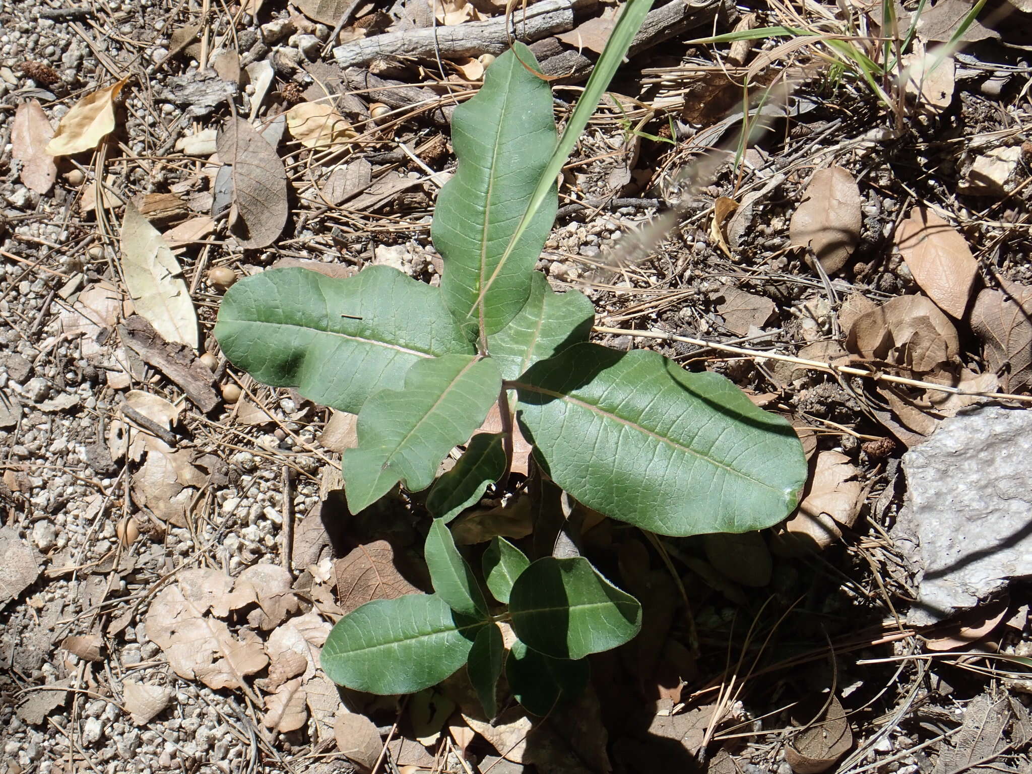 Image of mahogany milkweed