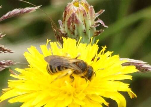 Image of Halictus scabiosae (Rossi 1790)