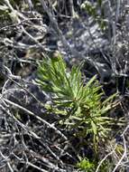 Euryops hebecarpus (DC.) B. Nordenst. resmi