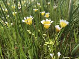 Image of Douglas' Meadowfoam