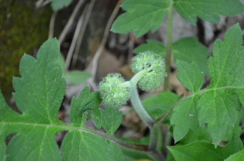 Hydrophyllum macrophyllum Nutt.的圖片