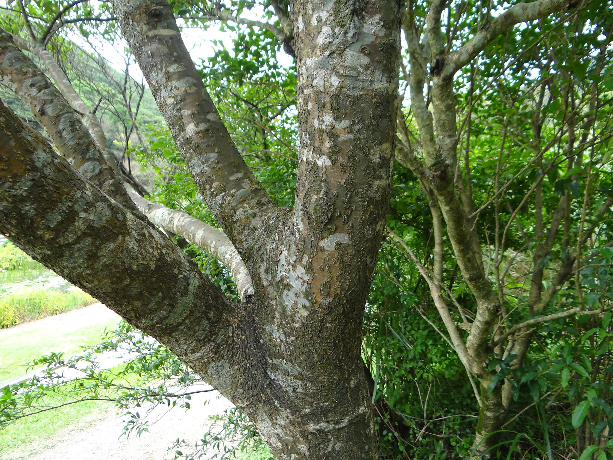 Imagem de Maackia taiwanensis H. Hoshi & H. Ohashi