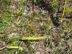 Image of Drosera peltata subsp. auriculata (Backh. ex Planch.) Conn