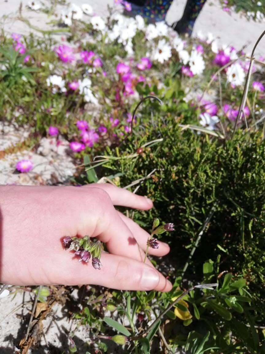 Слика од <i>Silene aethiopica</i>