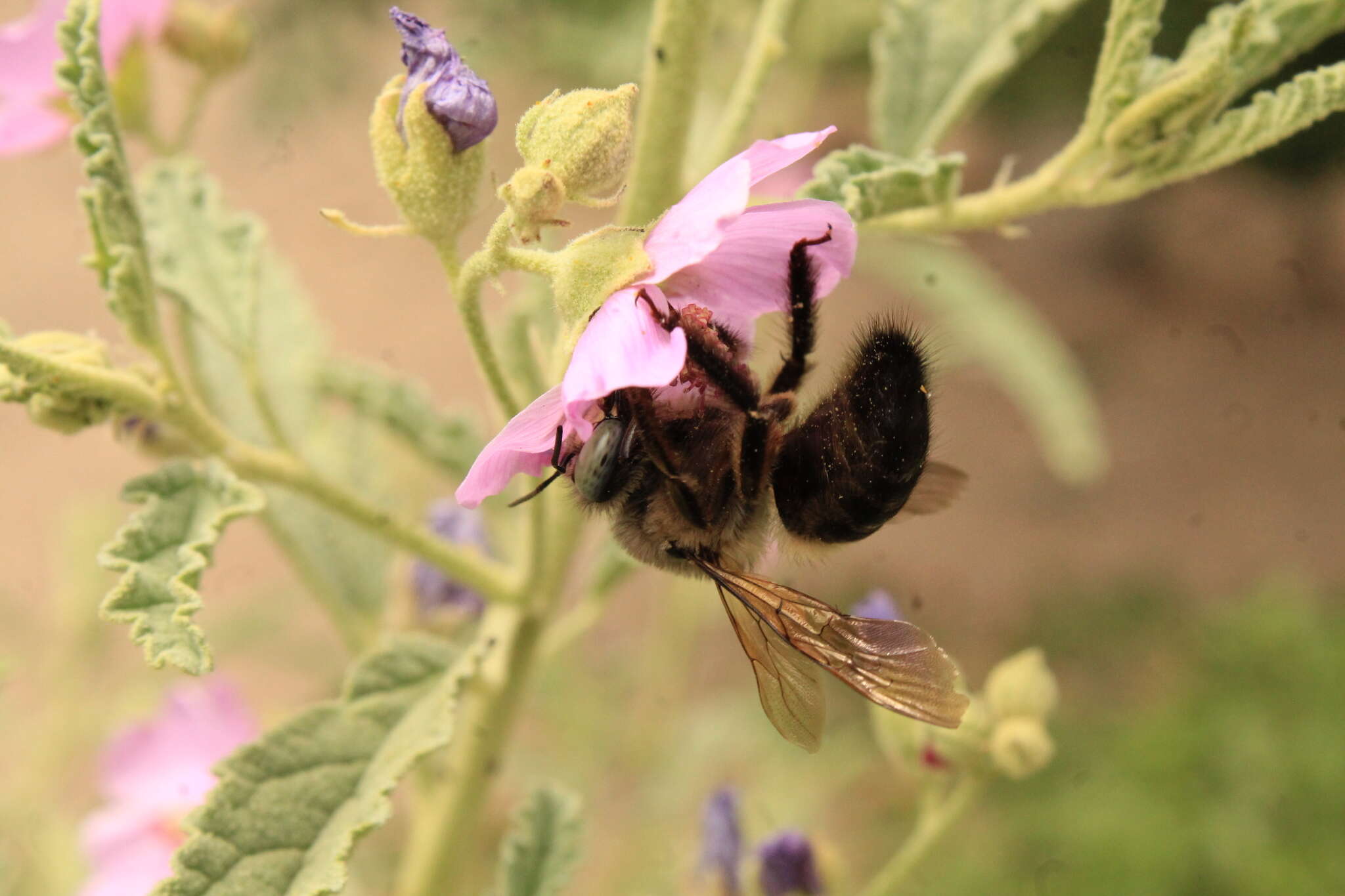 Plancia ëd Xylocopa tabaniformis pallidiventris O'Brien & Hurd 1965