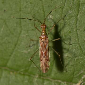 Слика од Dicyphus famelicus (Uhler 1878)