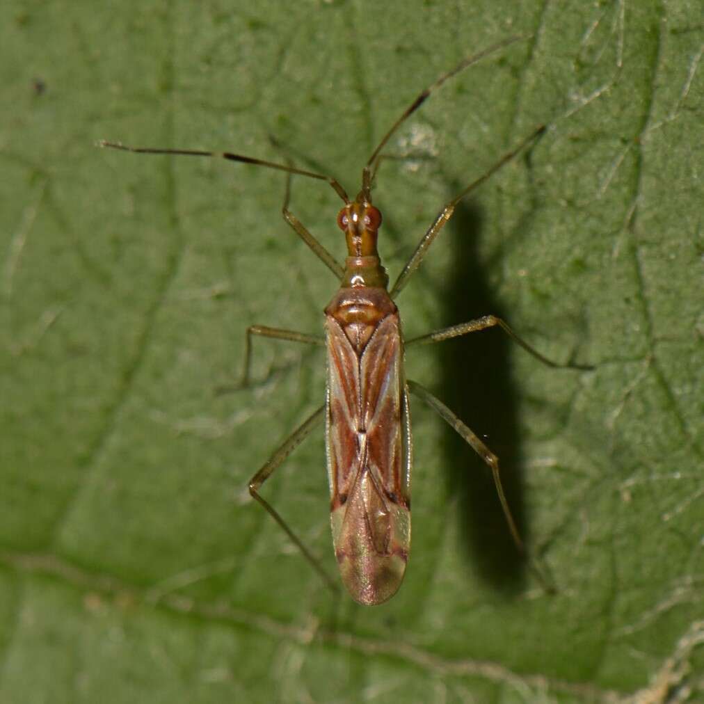 Слика од Dicyphus famelicus (Uhler 1878)