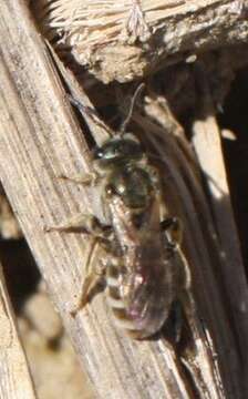 Image of Halictus confusus Smith 1853