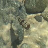 Image of Halstead's Toadfish