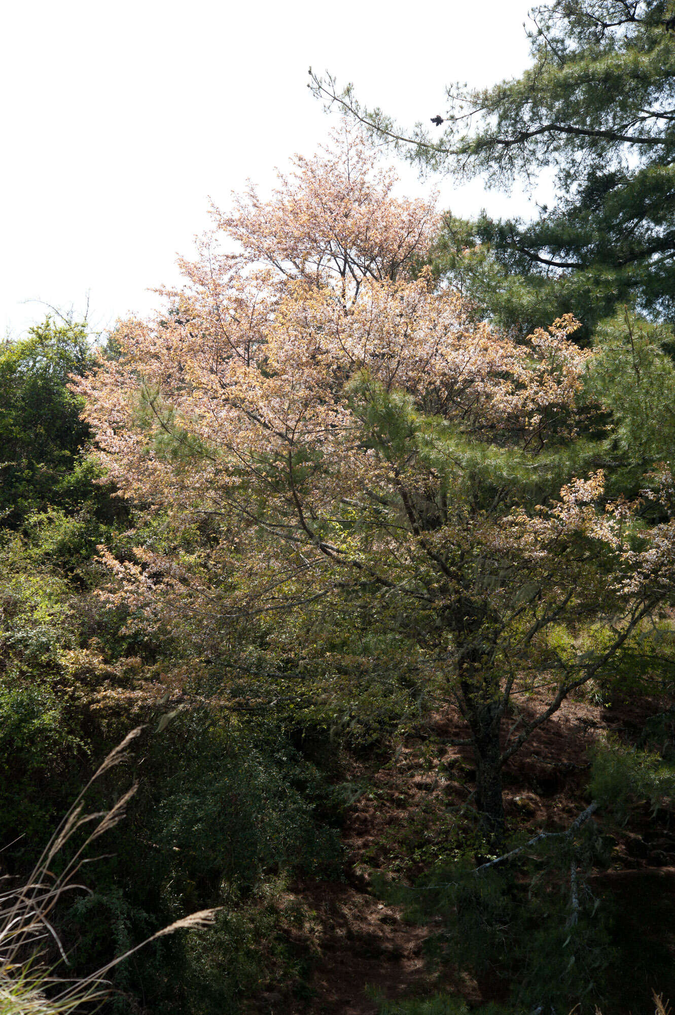 Image de Prunus spachiana (Lavallee ex H. Otto) Kitamura