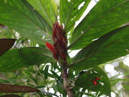 Image of Columnea dimidiata (Benth.) Kuntze