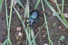 Imagem de Calosoma (Blaptosoma) atrovirens Chaudoir 1869