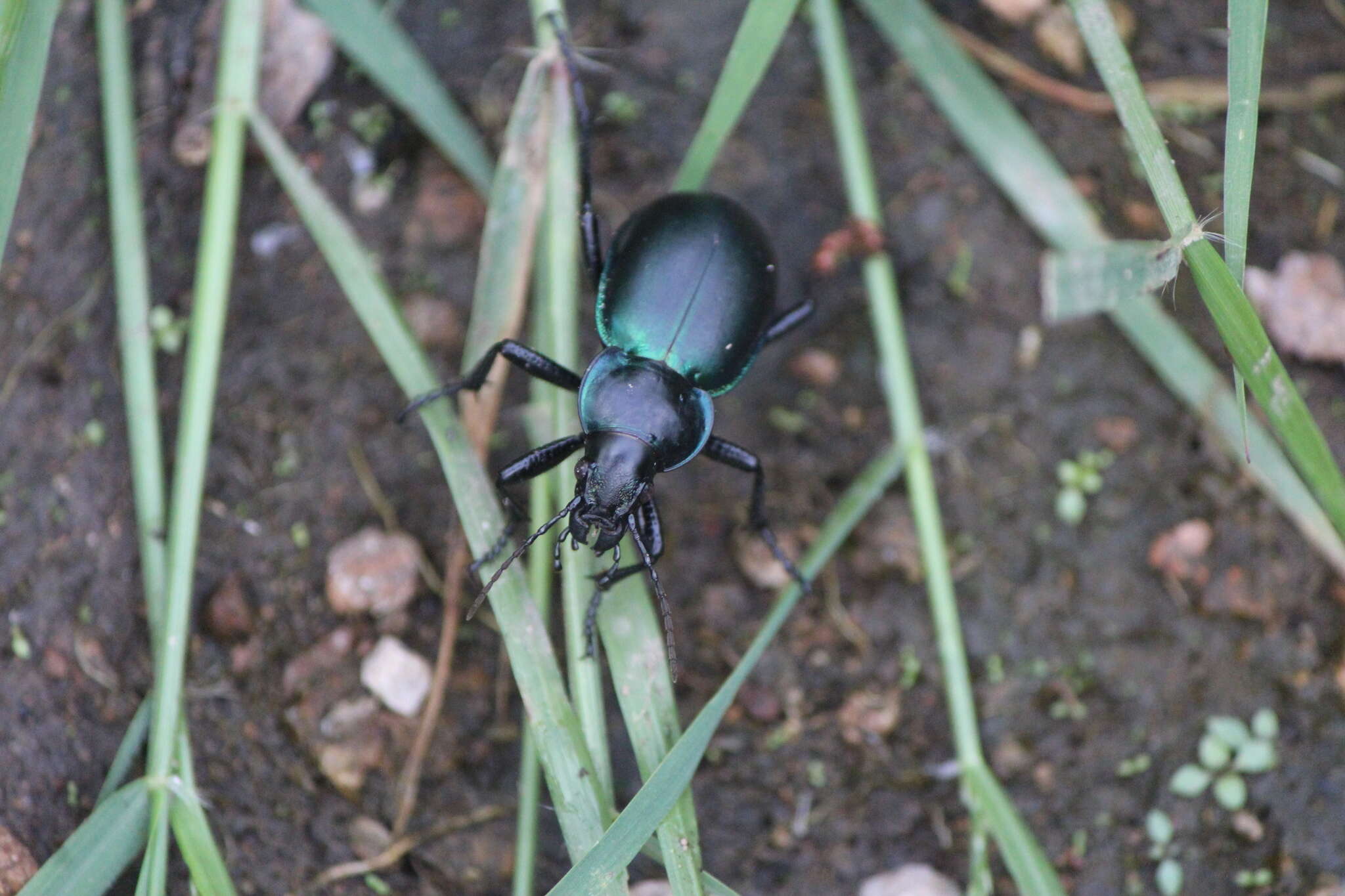 صورة Calosoma (Blaptosoma) atrovirens Chaudoir 1869