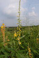 Image of West Indian rattlebox