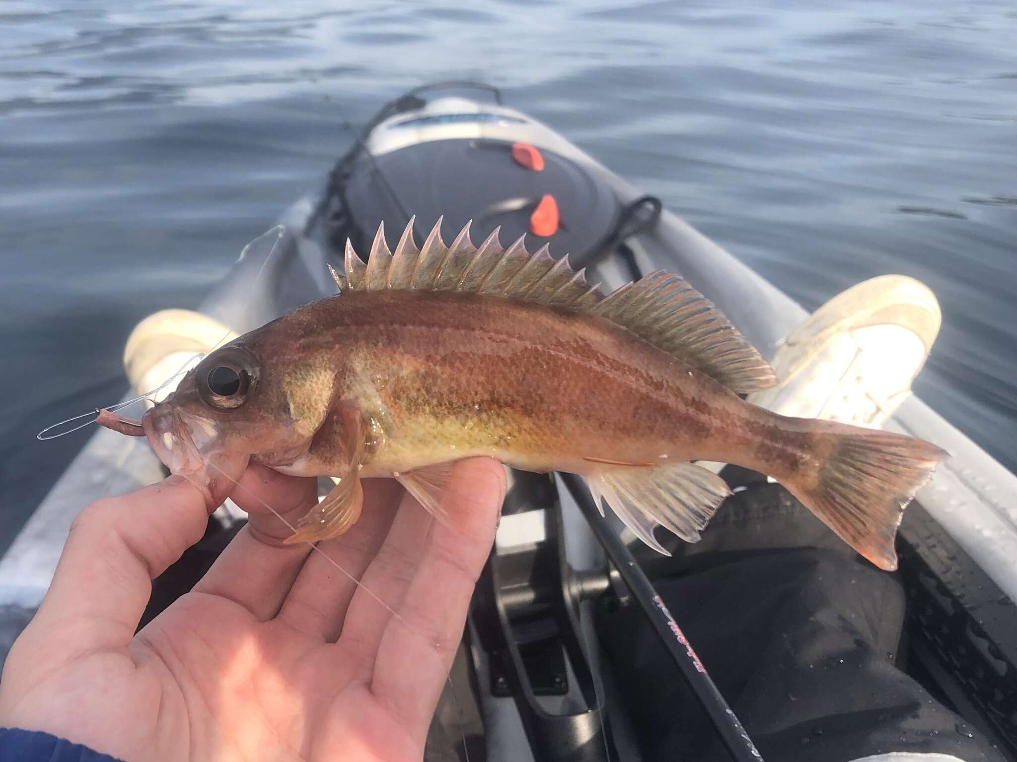 Image of Puget Sound rockfish