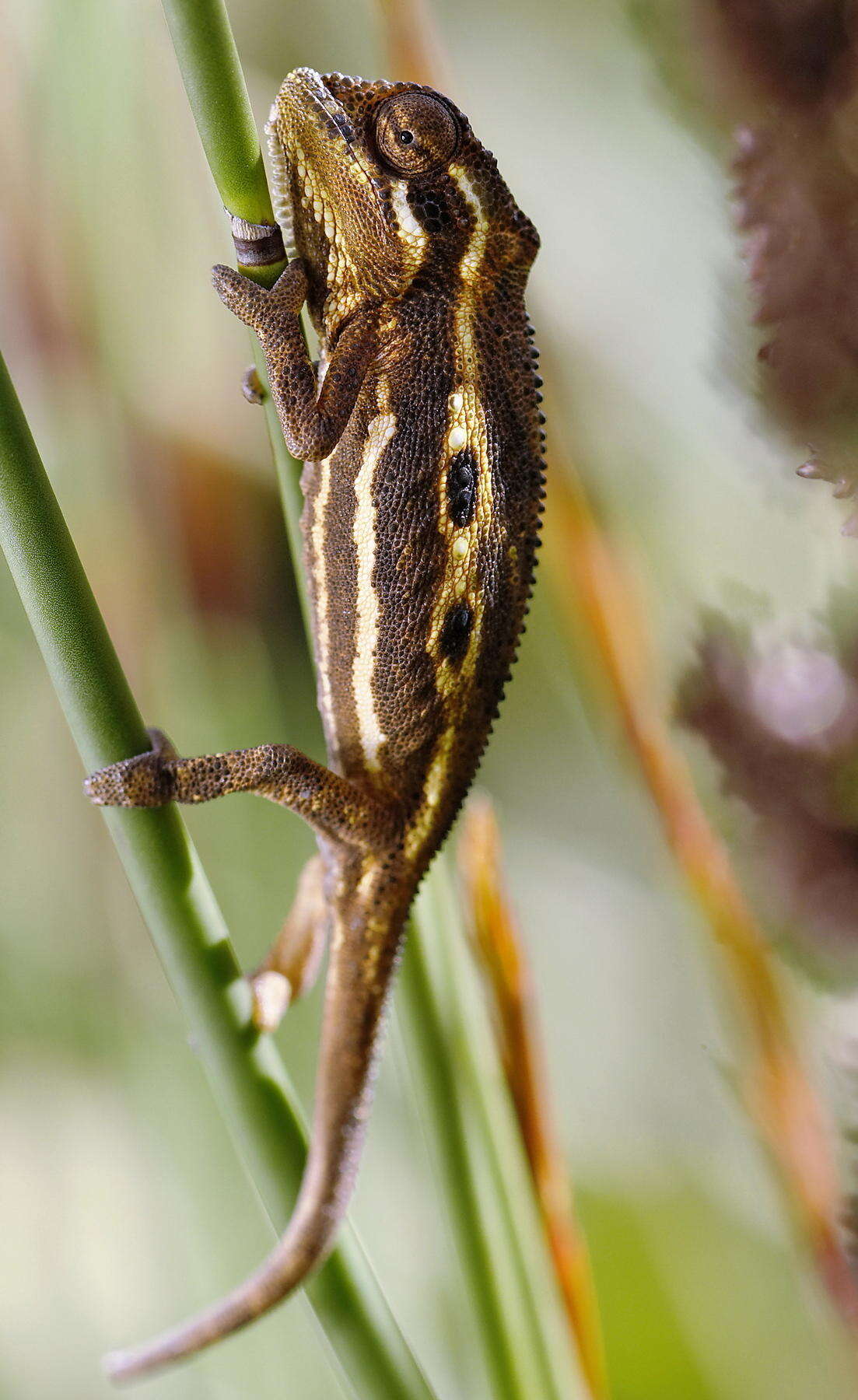 Image of Cape dwarf chameleon