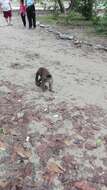 Image of Maranon white fronted capuchin