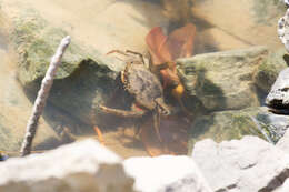 Image of Mud crab