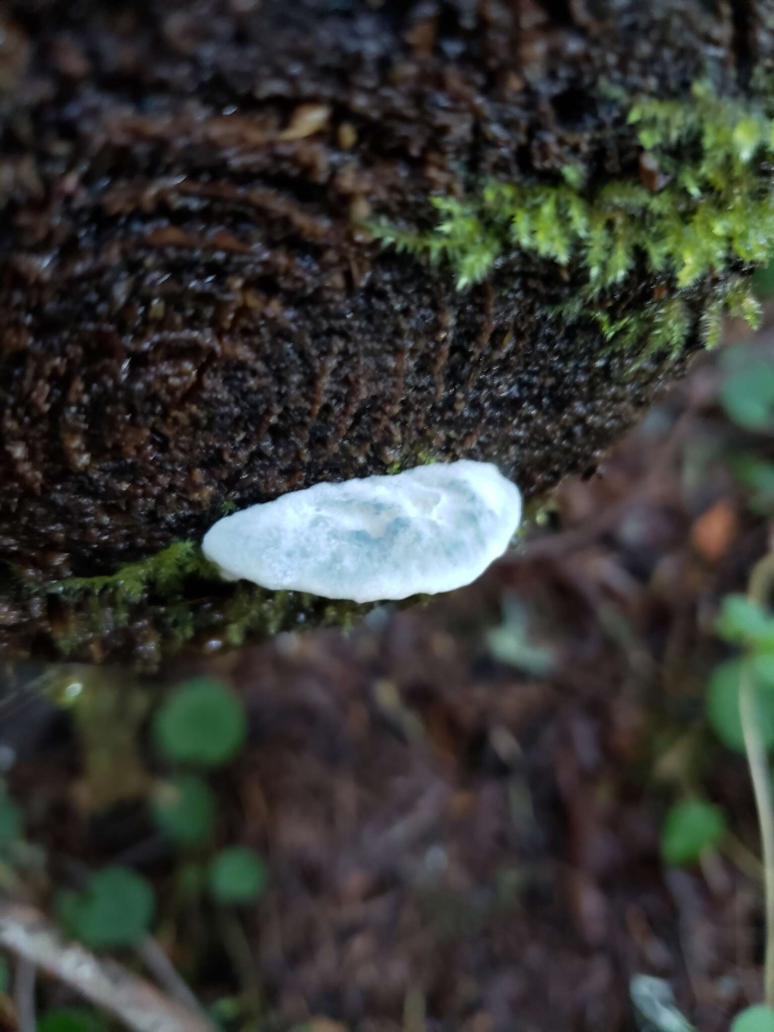 Image de Polypore bleuté