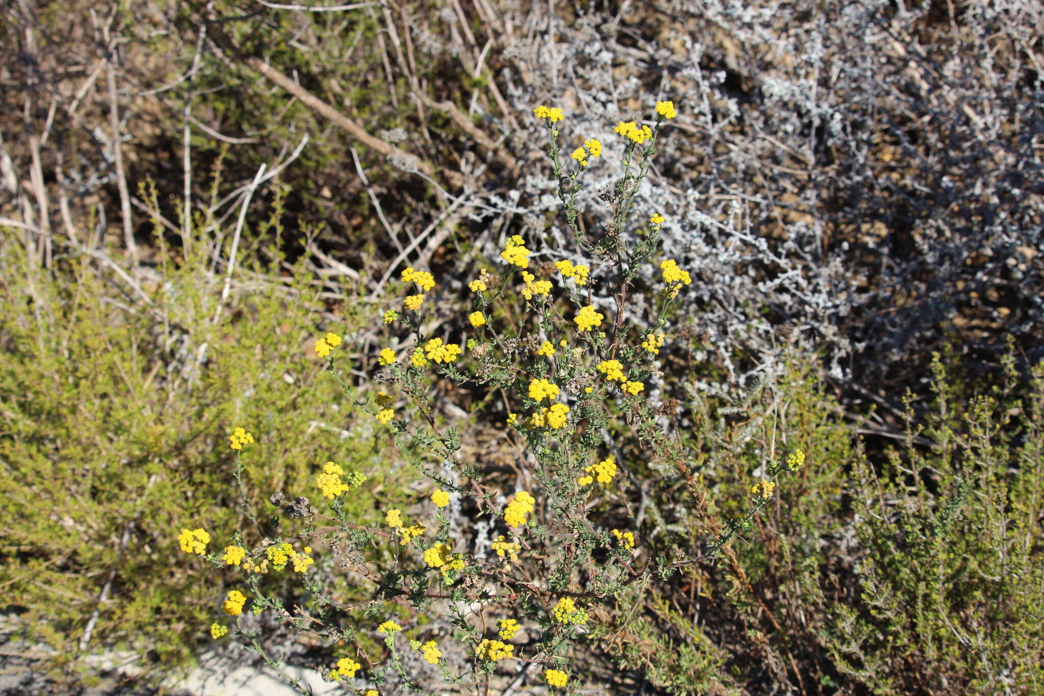 صورة Helichrysum revolutum (Thunb.) Less.