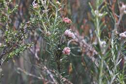 Image of Grevillea acerata Mc Gill.