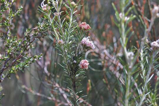 Image of Grevillea acerata Mc Gill.