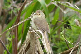 Plancia ëd Prinia inornata flavirostris (Swinhoe 1863)