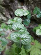 Image of <i>Scutellaria austrotaiwanensis</i>