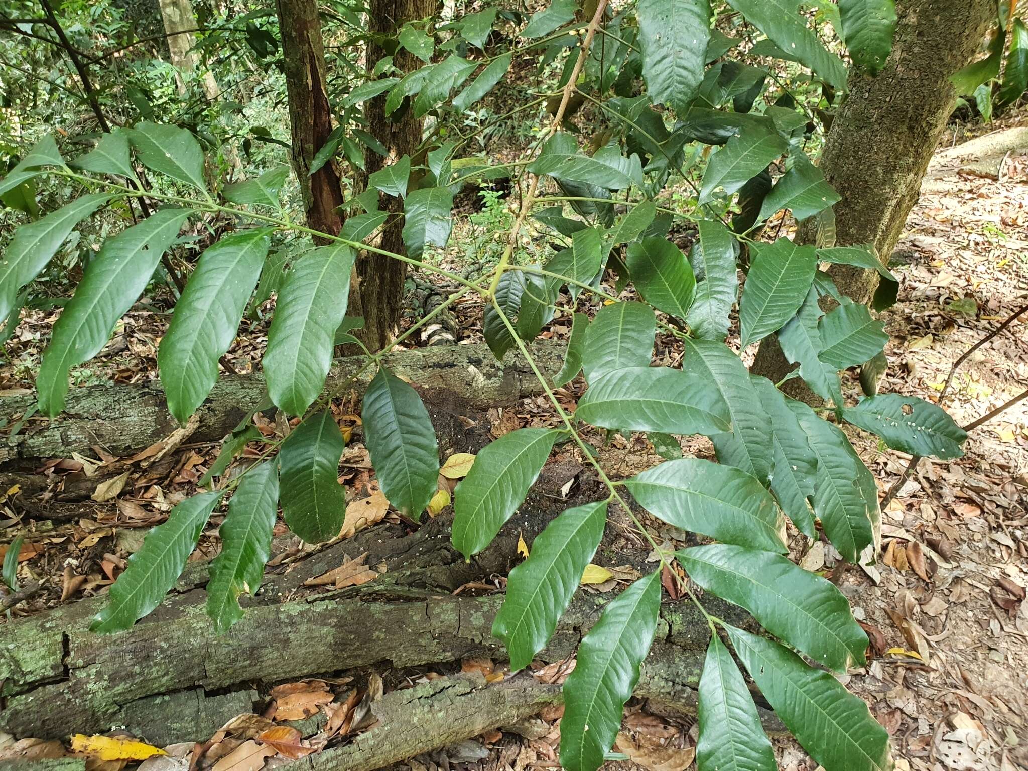 Слика од Dysoxylum oppositifolium F. Müll.