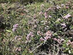 Image of dwarf ceanothus