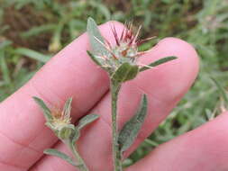 Imagem de Centaurea melitensis L.