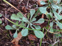 صورة Antennaria howellii subsp. neodioica (Greene) R. J. Bayer