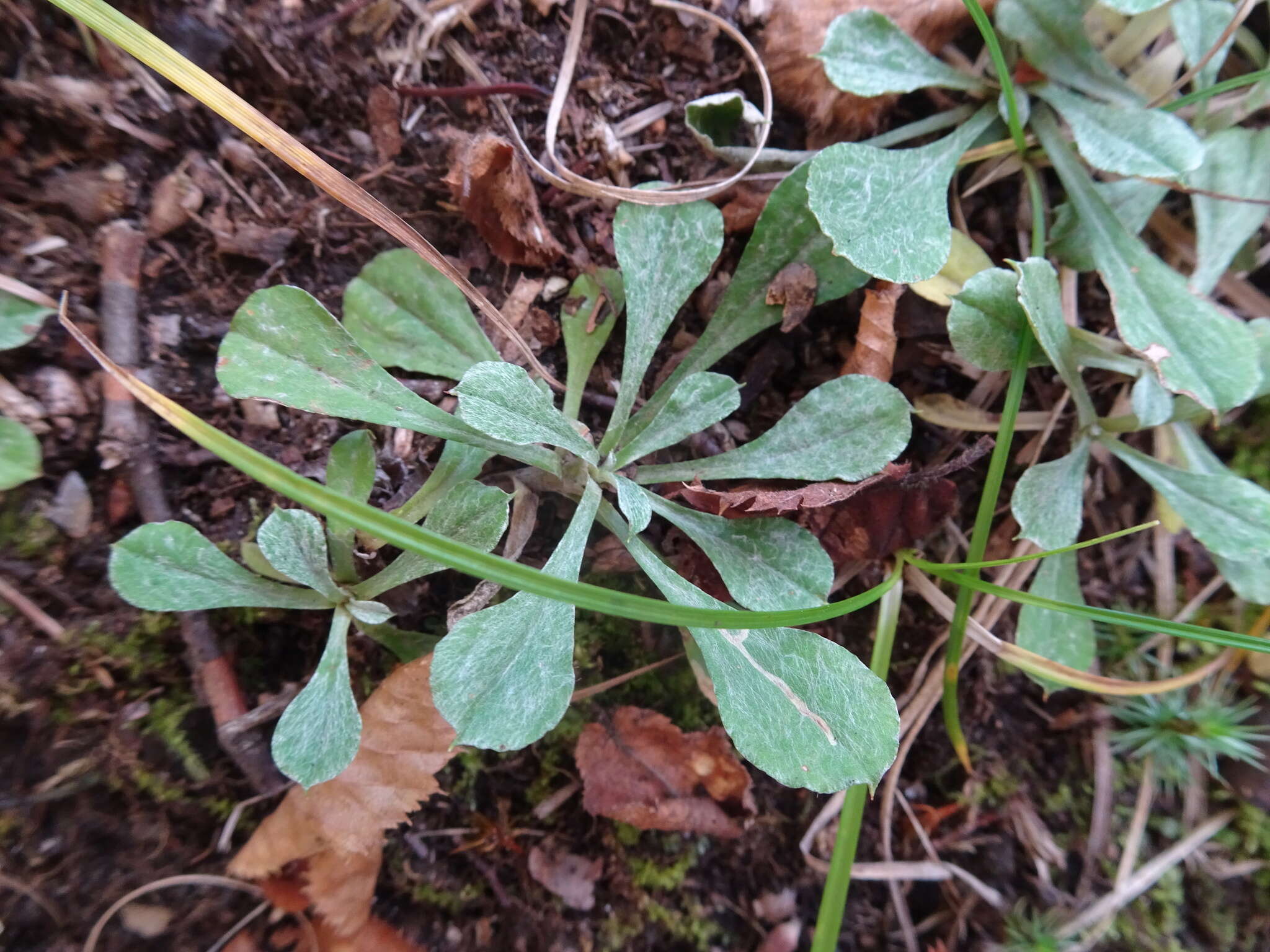 صورة Antennaria howellii subsp. neodioica (Greene) R. J. Bayer