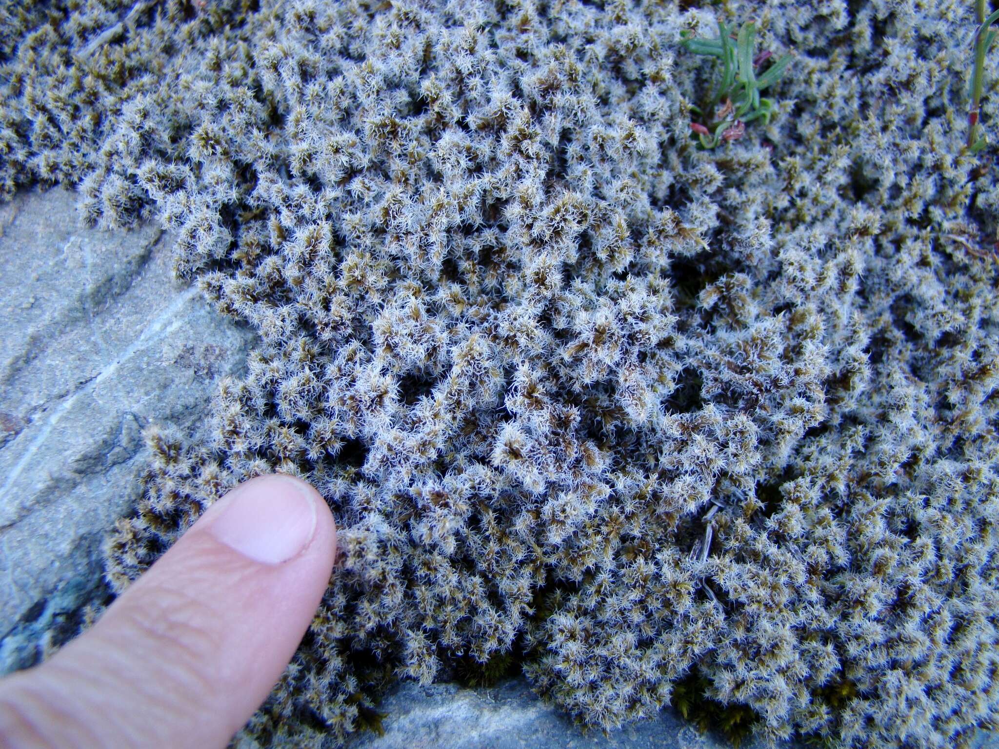 Image of racomitrium moss