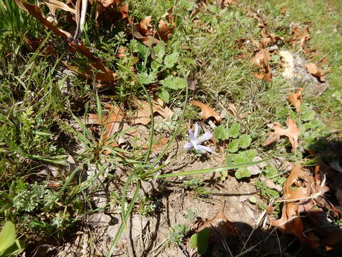 Слика од Androstephium coeruleum (Scheele) Greene