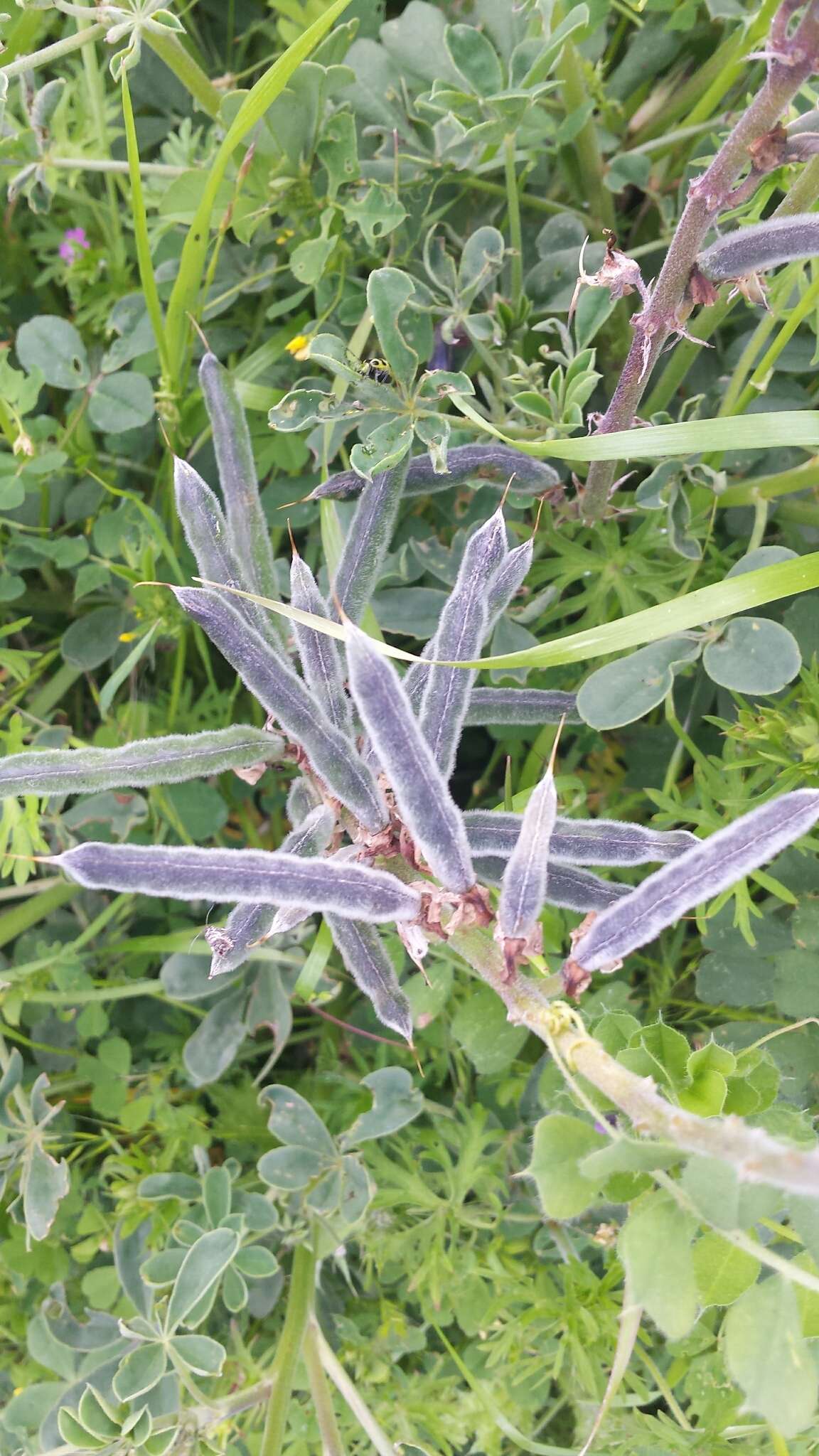 Image of hollowleaf annual lupine