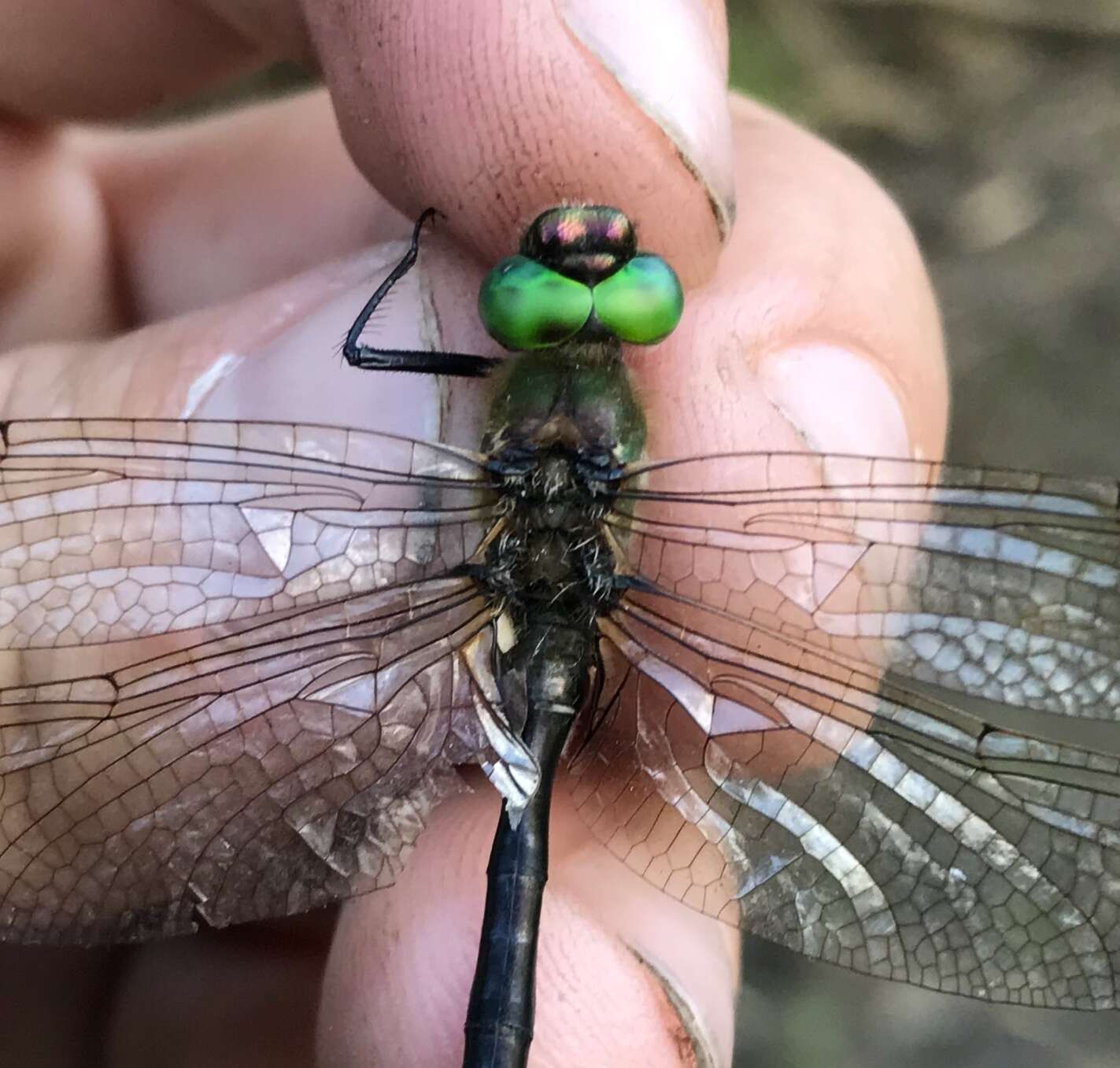 Image of Downy Emerald