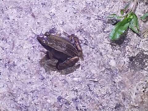 Image of Kampira Falls frog