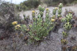 Image of Spergularia fasciculata Phil.