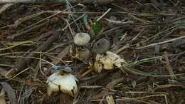 Image of Beaked Earthstar