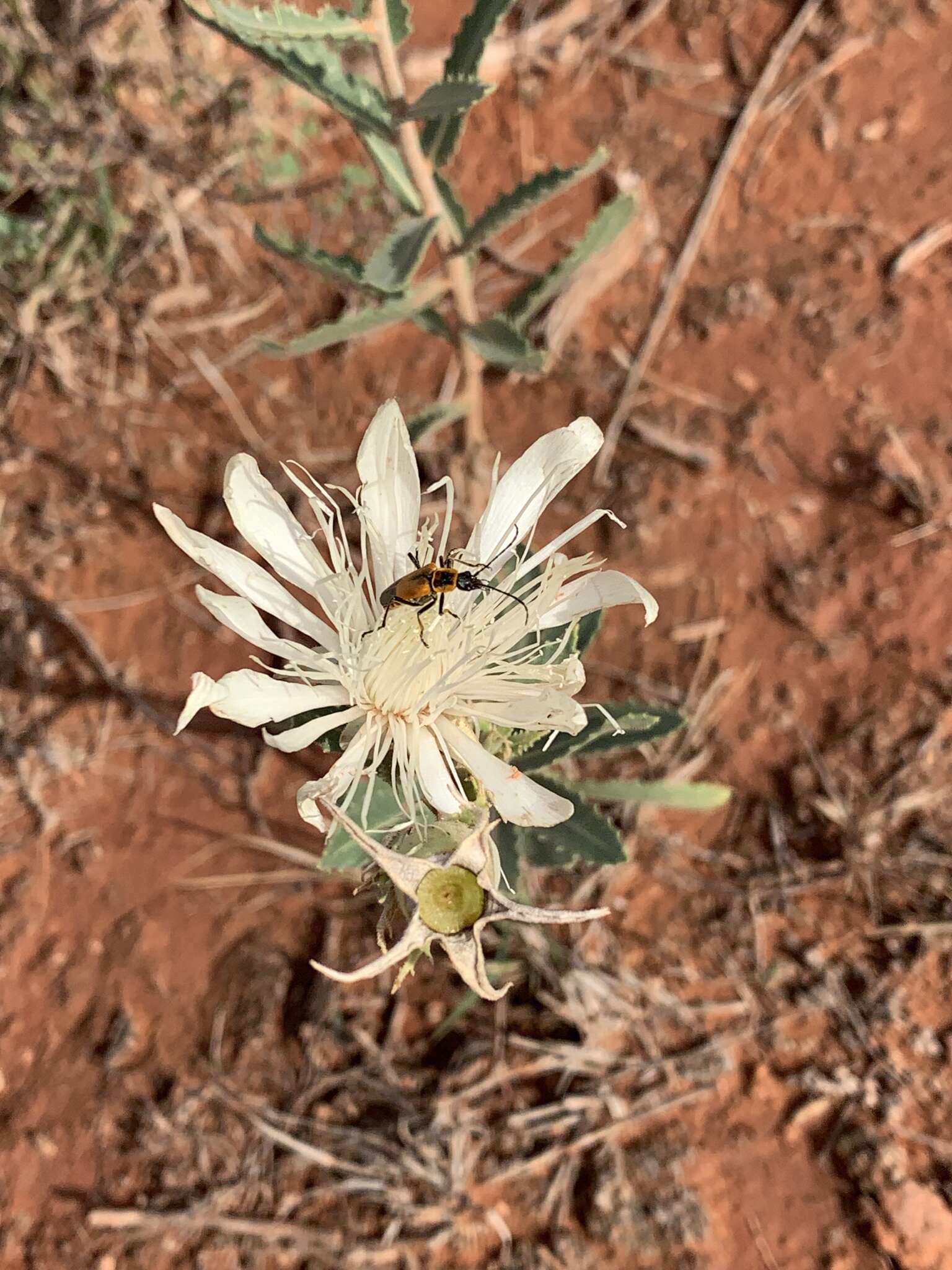 Image of bractless blazingstar