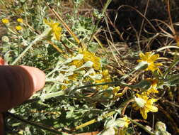 Image of Cineraria austrotransvaalensis G. V. Cron