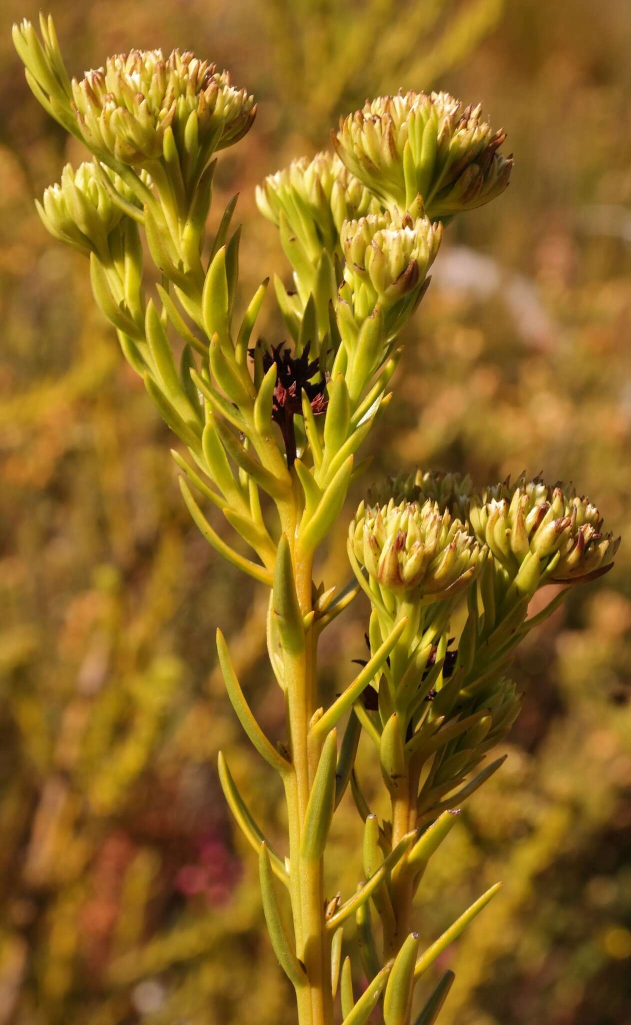 Image of Thesium capitatum L.