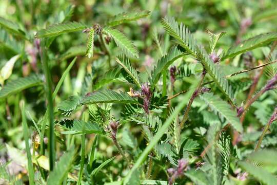 Image of hairy jointvetch