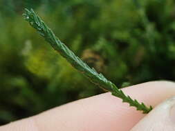 Image of toothed snailfern